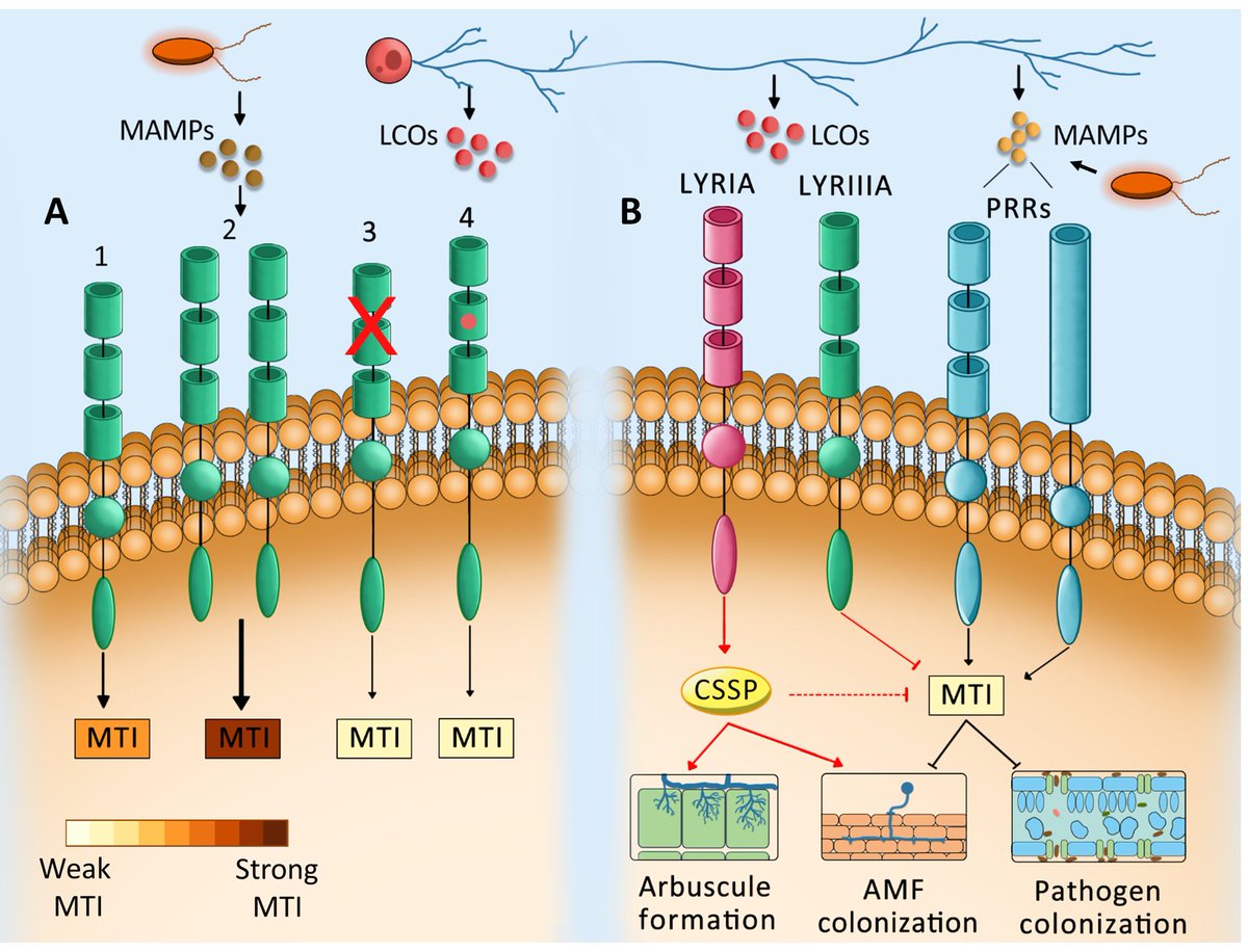 [#Publication] New article on how lipo-chitooligosaccharides modulate plant defense.
This might occur through perception by LysM receptor-like kinases belonging to the LYRIIIA group and participate to establishment of arbuscular #mycorrhiza
▶️#LIPME_EFIS
🔗doi.org/10.1093/plphys…