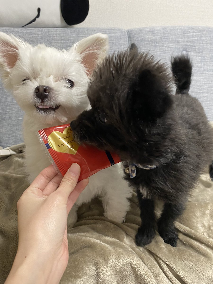 09nedtoo's tweet photo. ハッピーバレンタイン❤️‍🩹 https://t.co/buNHiMR7xz