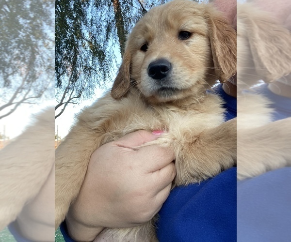 Looking for Adoption Anyone Up!
Breed: GOLDEN RETRIEVER PUPPY
and get $200:
#Valentines #Love #adoption #rehoming #rescue #ineedahome #adogisforlife #dogoftheday
