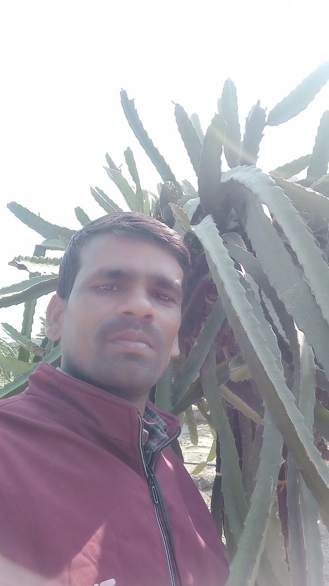 vermabeej's tweet photo. ड्रैगन फूड https://t.co/V6HvJtMd2S
