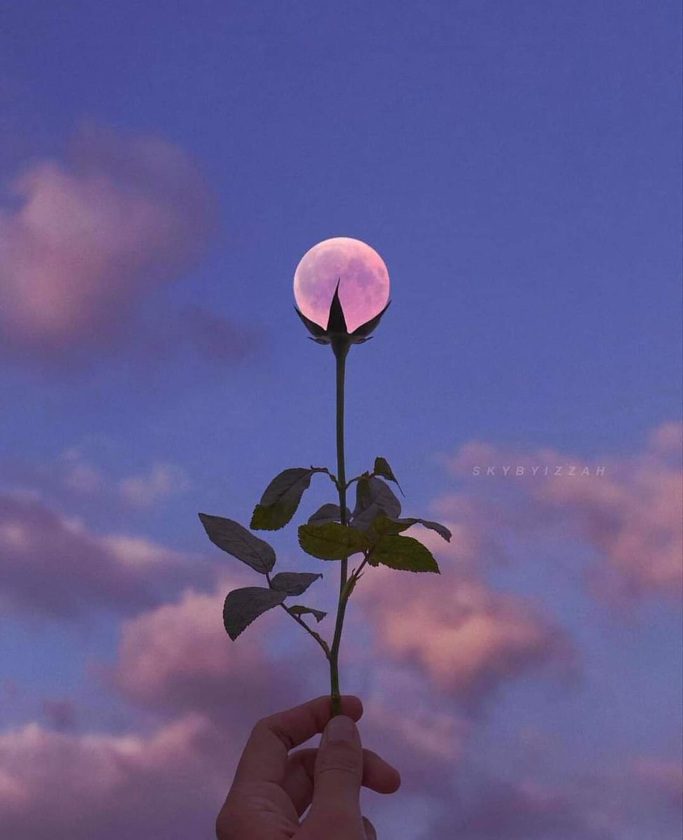 PreetyShuklaJ's tweet photo. चांद का गुलाब...🌷🌷☺️
#14february #amazingscene #rose #ValentinesDay https://t.co/HVXqZkZU3U