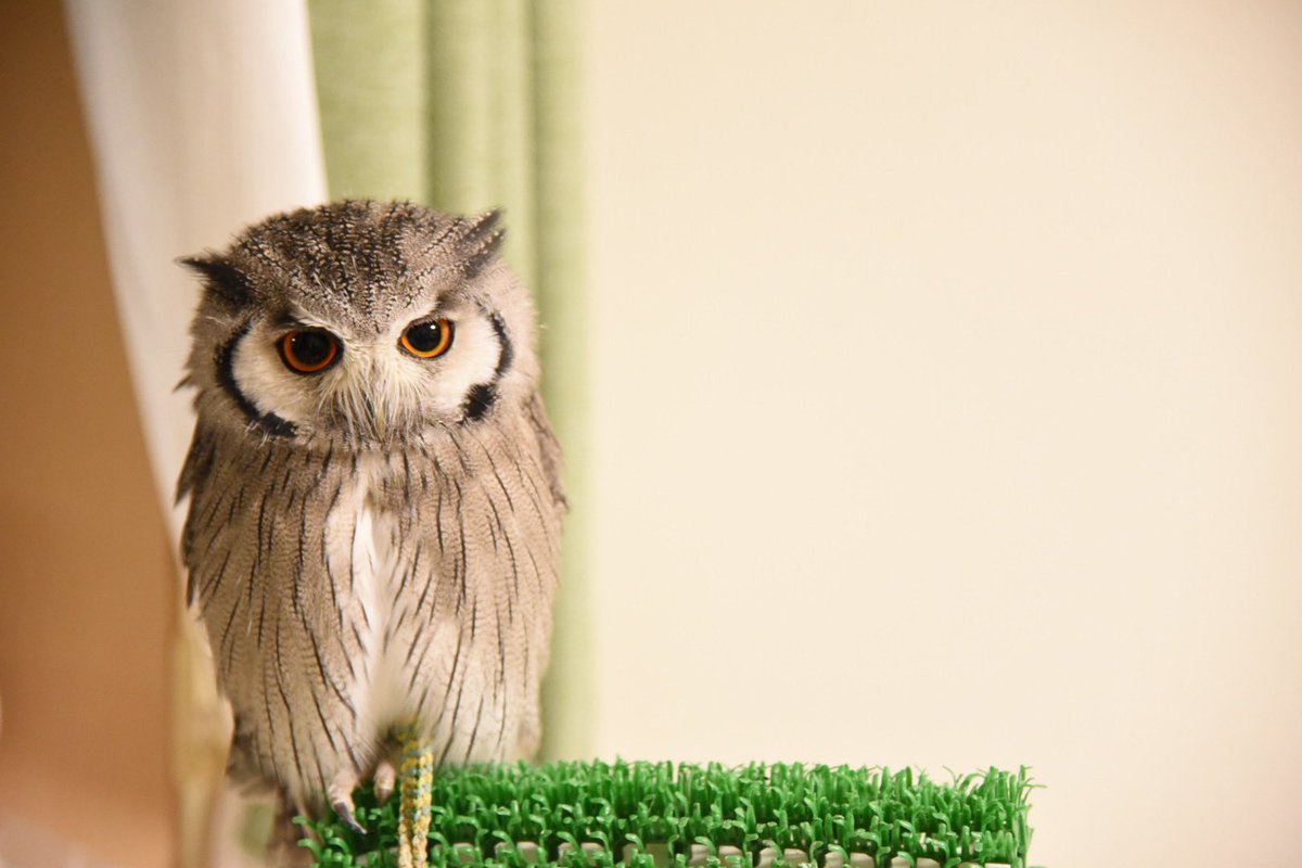 Jiji_owl's tweet photo. ここのところ忙しくて更新できてませんでしたが、変わらず元気です🦉 https://t.co/fvW3KAqikx
