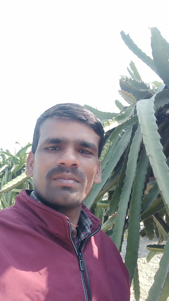 vermabeej's tweet photo. ड्रैगन फूड https://t.co/V6HvJtMd2S