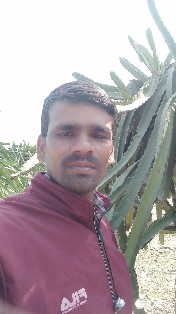 vermabeej's tweet photo. ड्रैगन फूड https://t.co/V6HvJtMd2S