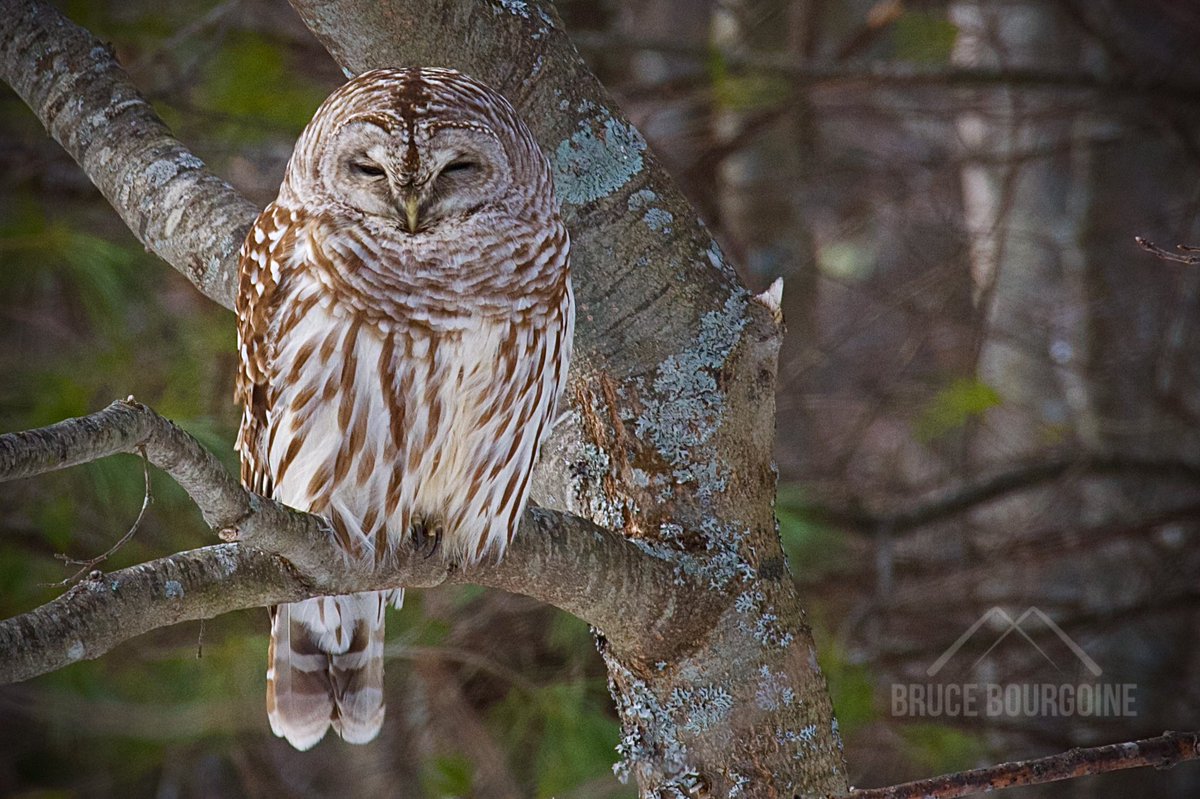 A Barred Owl snoozes in a sun-drenched somnolent siesta.

#Maine #PentaxK1 #MEoutside