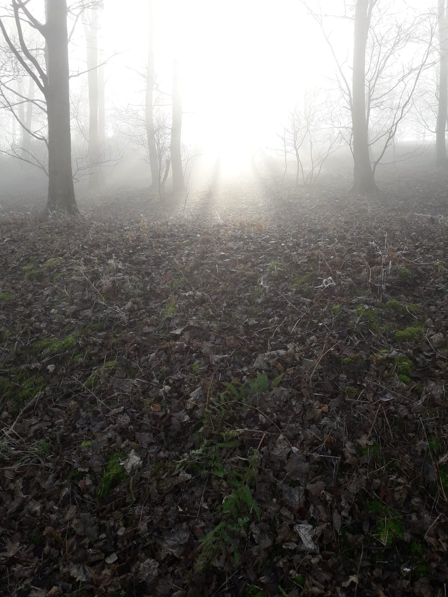blackiceboy's tweet photo. @yorkshirepost early morning mist at Harewood taken by my 14 yr old daughter Tamara McAuley https://t.co/qp9ZJLpbAK