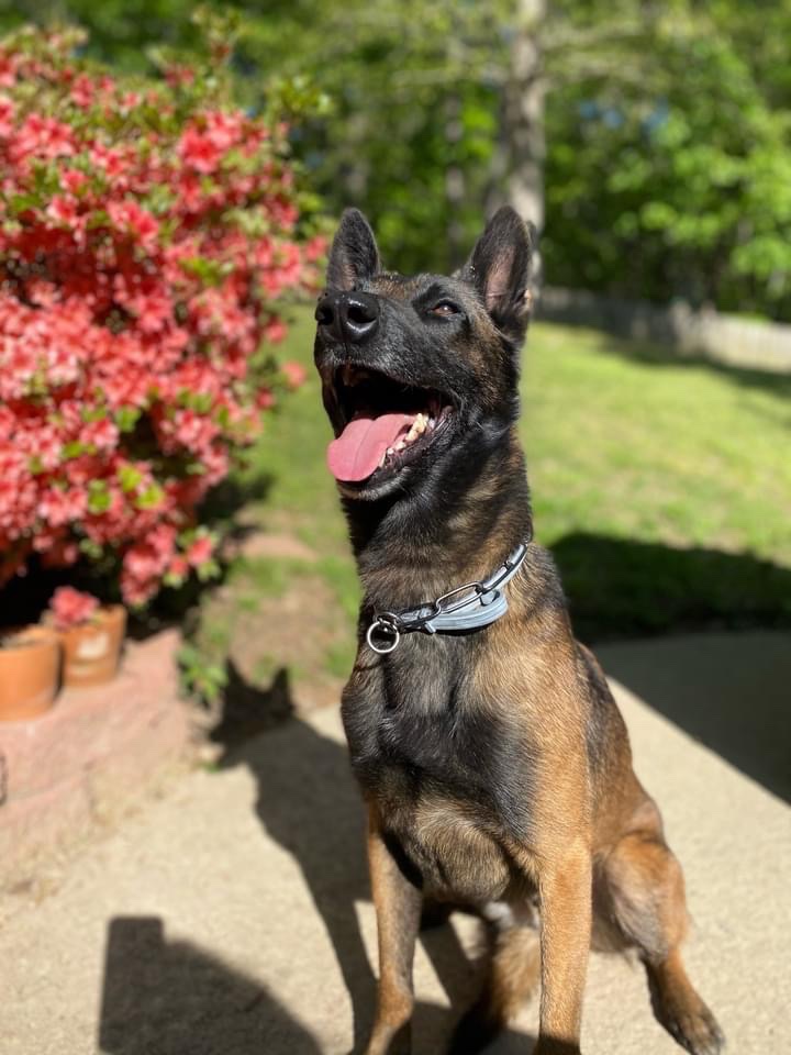 BentonPoliceAR's tweet photo. Find someone who looks at you this way...๐๐พ๐๐พ
Happy Valentine's Day from all of us at BNPD!!
#BNPD #ValentinesDay #K9Life #K9Love #K9Rocko #K9Sam https://t.co/rmqGWydQXK