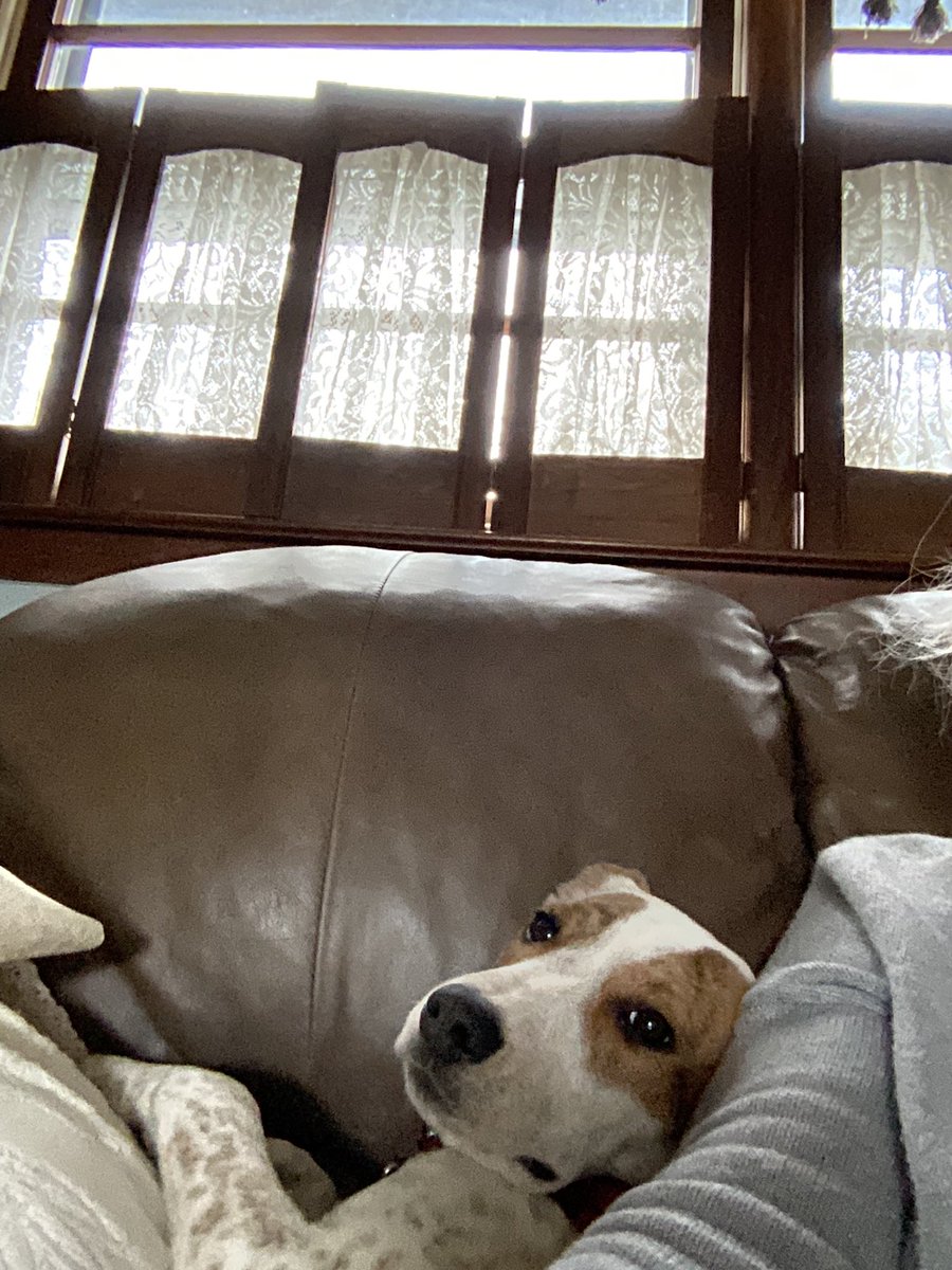 Happy Valentines Day Frens
And Fur Parents 
Love Lulu❤️❤️❤️😘