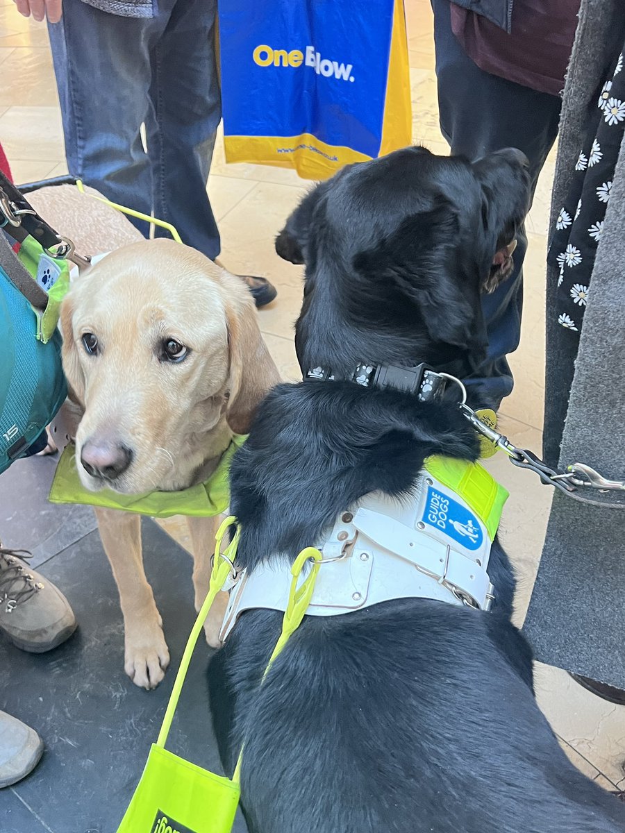 It was great to have the opportunity to talk to <a href="/GuideDogsCymru/">Guide Dogs Cymru</a> and learn about the challenges they have encountered since Covid-19 and the process of a puppy from birth to becoming a certified guide dog.
More importantly it’s that how guide dogs change blind people’s life.