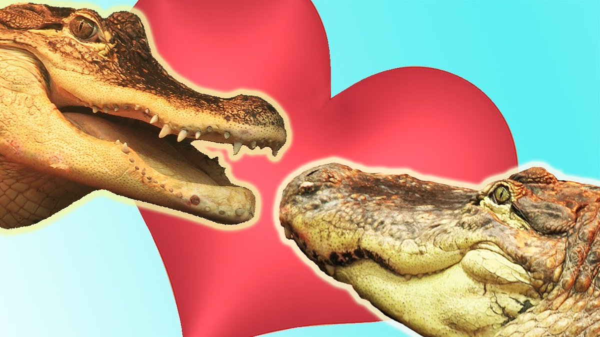 GatorsDaily's tweet photo. SNAPPY VALENTINES DAY https://t.co/W9puZBeJSo