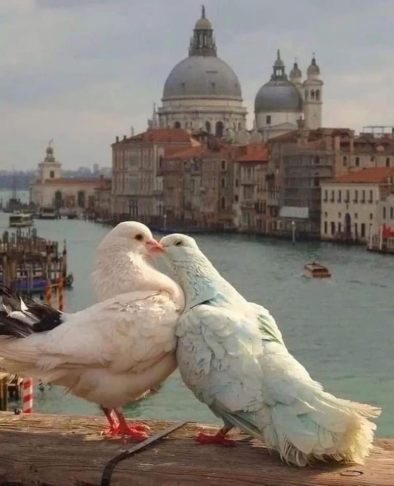 Even birds are in love ❤️ Venice Italy 🇮🇹