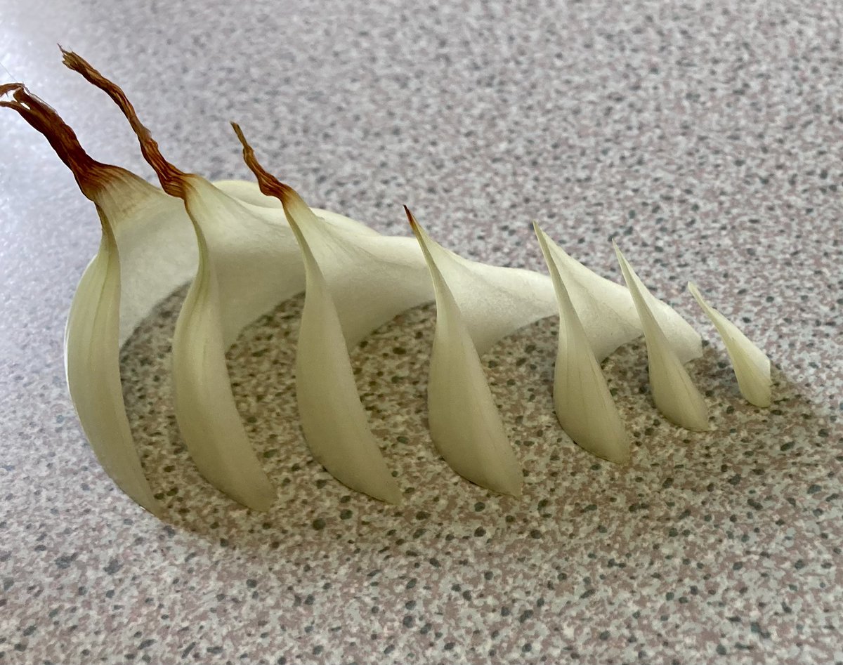 When is a poem about an onion not a poem about an onion? #ValentinesDay #poetrylovers