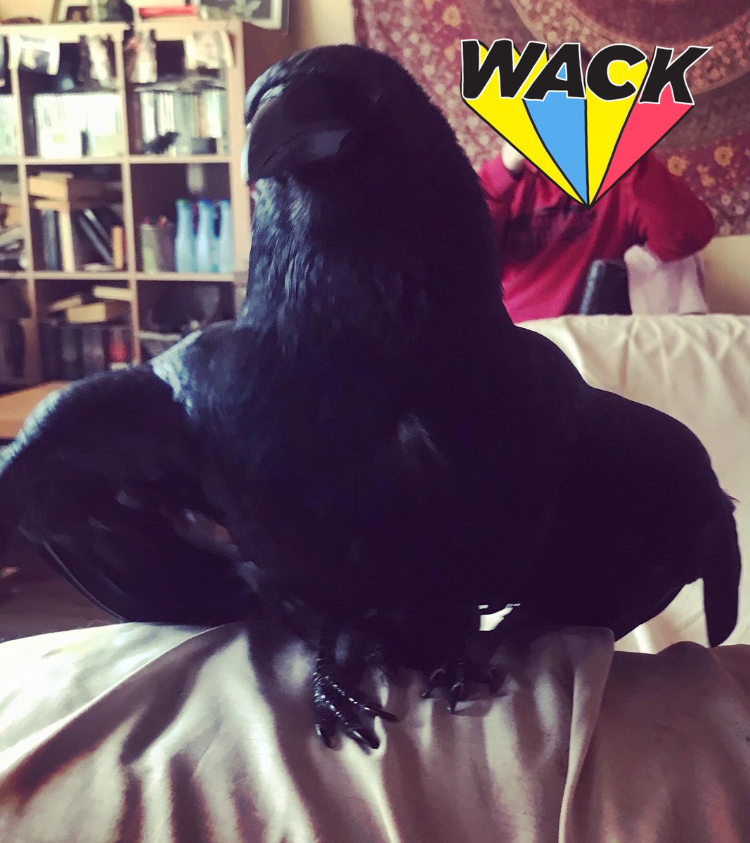 MrEdgarCrow's tweet photo. Decided to steal a very salty prawn cocktail crisp from dad. This was my rather visceral reaction. I still ate it but had to lay down and think about my choices. ๐ตโ๐ซ #MrEdgarCrow #EdgarAllenCrow #Ididntlikeit #crispsarelame https://t.co/WFVGdw3wd9