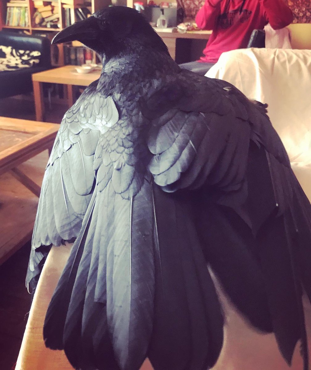 MrEdgarCrow's tweet photo. Decided to steal a very salty prawn cocktail crisp from dad. This was my rather visceral reaction. I still ate it but had to lay down and think about my choices. ๐ตโ๐ซ #MrEdgarCrow #EdgarAllenCrow #Ididntlikeit #crispsarelame https://t.co/WFVGdw3wd9