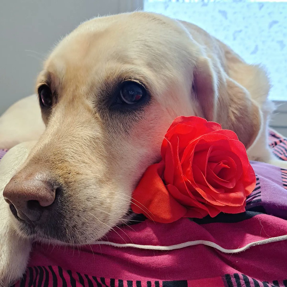 serpandeerus's tweet photo. Hyvää ystävänpäivää! 💐🥰🐾 https://t.co/rvtC9qcA4M