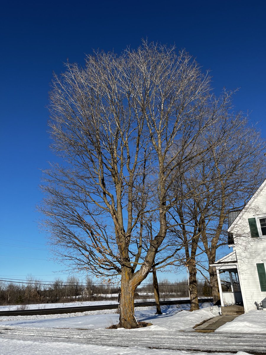 karolinakremens's tweet image. #winter❄️ #Canada🇨🇦 #mapletree🍁