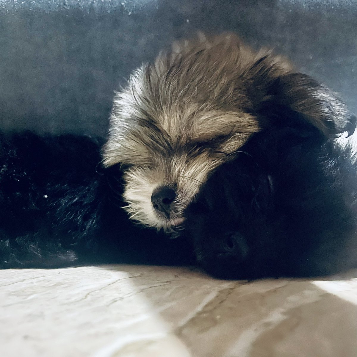aiahrOcks's tweet photo. My new furbabies ♥️ Keiah and Noti 🐩 https://t.co/3uznxBrxLa