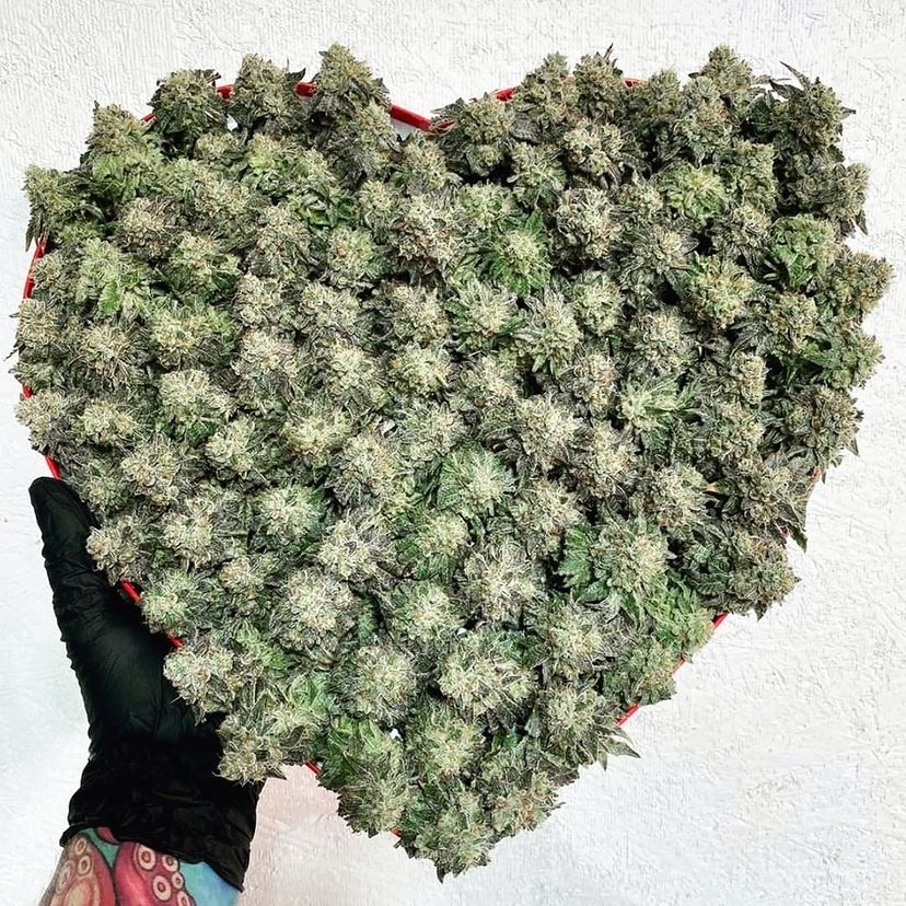 photontek's tweet photo. Happy Valentine's Day! 😘
🏷️
#BornToGrowBuiltToLast #growerslove #ledgrowlights #growlights #growyourown #indoorgrowing #horticulturallighting #indoorfarming #growers #indoorgrowlight #growerslove #growyourown #greenhouse #greenhousefarming #ValentinesDay #Photontek https://t.co/GcGfy848ib