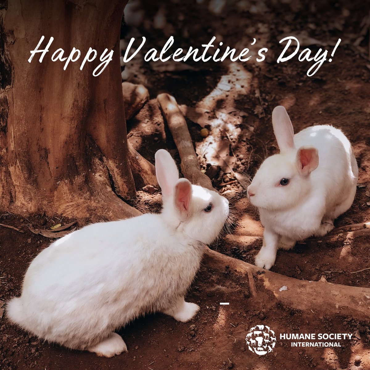 Happy Valentines Day! ❤️🐰 Share far and wide to show your love for animals today, and every day!

#SomeBunnyLovesYou #BeCrueltyFree