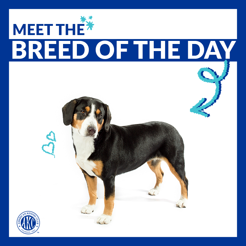 akcdoglovers's tweet photo. Loyal, smart, and enthusiastic. Meet the Entlebucher Mountain Dog → https://t.co/MQHHEwN7Gk #ThisisAKC https://t.co/A5PfCy2BEJ