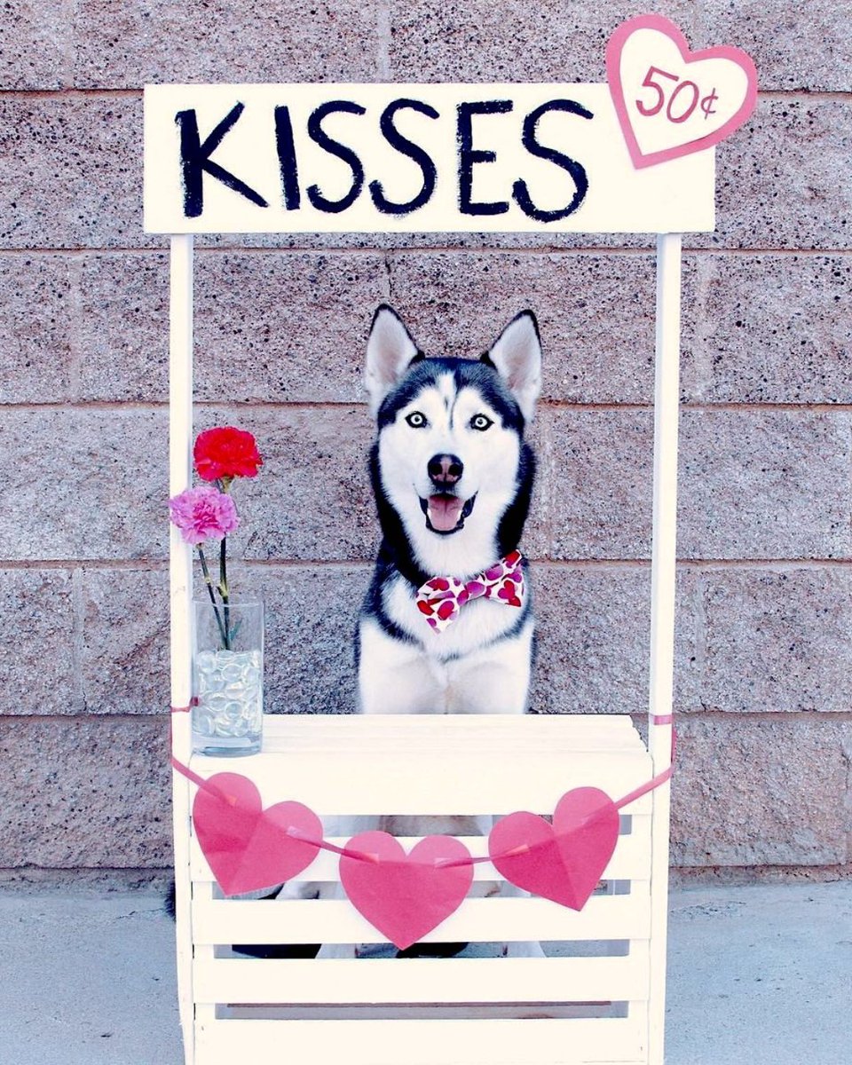 EvolvePetFood's tweet photo. Our Fur Friend @iheartmiles reminds us there is nothing more sweet to receive on Valentine's Day than doggy kisses!! Happy Valentine's Day ๐
#ChooseEvolve #EvolvePets #KissesFurFree https://t.co/vor7X4qqbr
