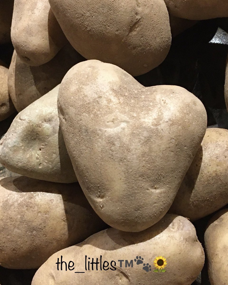 the_little_chis's tweet photo. Happy Valentines Day!! ❤️ 🥔
#IsPotato
@StephenAtHome @colbertlateshow https://t.co/fo29tj85b7
