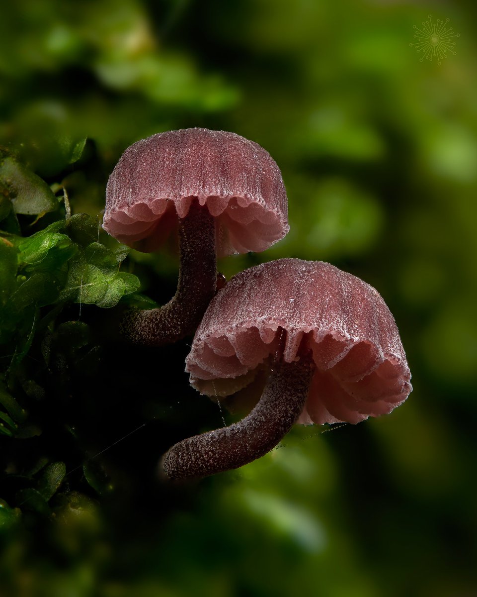 allthingsfungi's tweet photo. Mycena meliigena 💕 #allthingsfungi #TwitterNaturePhotography #ValentinesDay #macrophotography https://t.co/Yakvq995oE