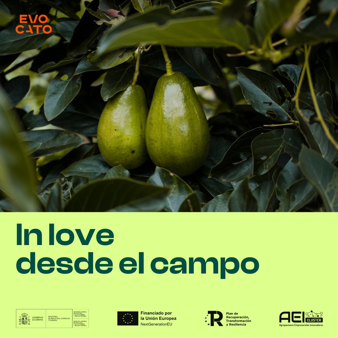 EvocatoOptimo's tweet photo. 😍Pedazo de curiosidad que te vamos a explicar con motivo del #DiaDeSanValentin: 

¿Sabías que los #Aguacates 🥑 crecen en parejas? Sí, como lees. 

Para que se produzca su floración, deben crecer emparejados para favorecer la polinización y el crecimiento de los frutos. https://t.co/x1YJ9CF1xE