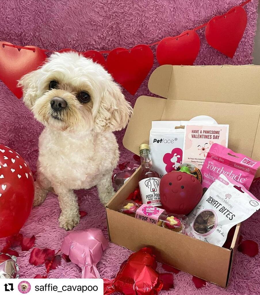 #Repost @saffie_cavapoo with <a href="/use/">Roslyn K.</a>.repost
・・・
❤️Happy Valentines❤️ 
Thank you @ultimuttdogbox for my valentines goodies, how lucky am I 🤩 remember to use ‘saffie10’ for 10% off your box 🥰