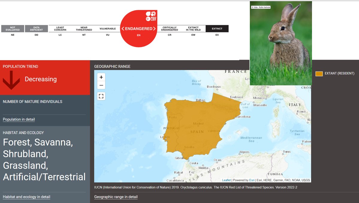 En los últimos 10 años las poblaciones del conejo🐇 de monte en la Península Ibérica han sufrido un declive superior al 70%  por eso la IUCN la ha declarado una especie en peligro de extinción. #iberconejo #coelhobravo #LIFE iucnredlist.org/es/species/412…