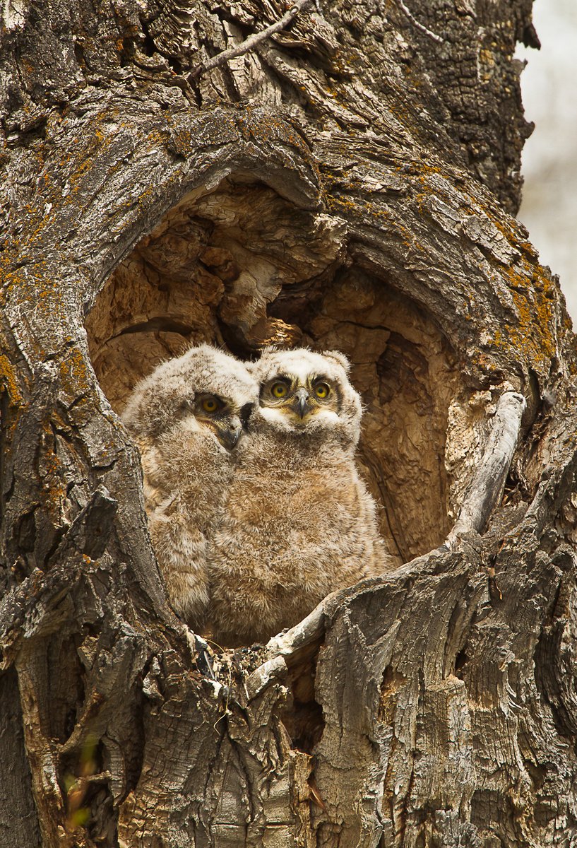 Interior's tweet photo. Owl you need is love. 💕 

Well, you may need a reservation and permit too. When visiting the public lands you love, don’t wing it — come prepared. Preparedness is key to a fun, safe trip: https://t.co/iqcw4l0y6M 

Photo by Jon LeVasseur https://t.co/gef3Fcof7Z