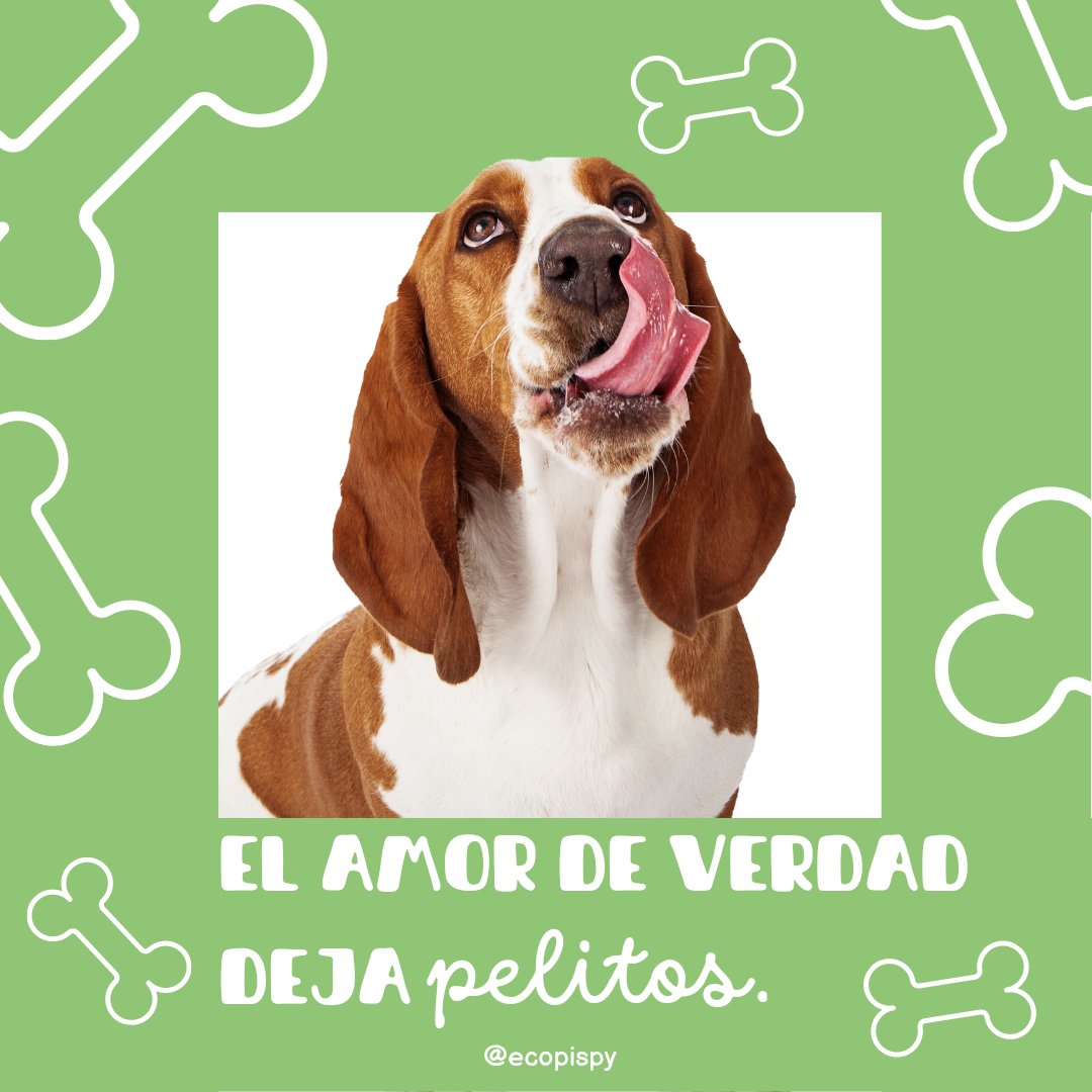 Ecopispy's tweet photo. Feliz San Valentín también a nuestros amores de 4 patas ✨🐾💚

#Ecopispy #sanvalentin #Paraguay #mascotas https://t.co/iaVp9x9yOC