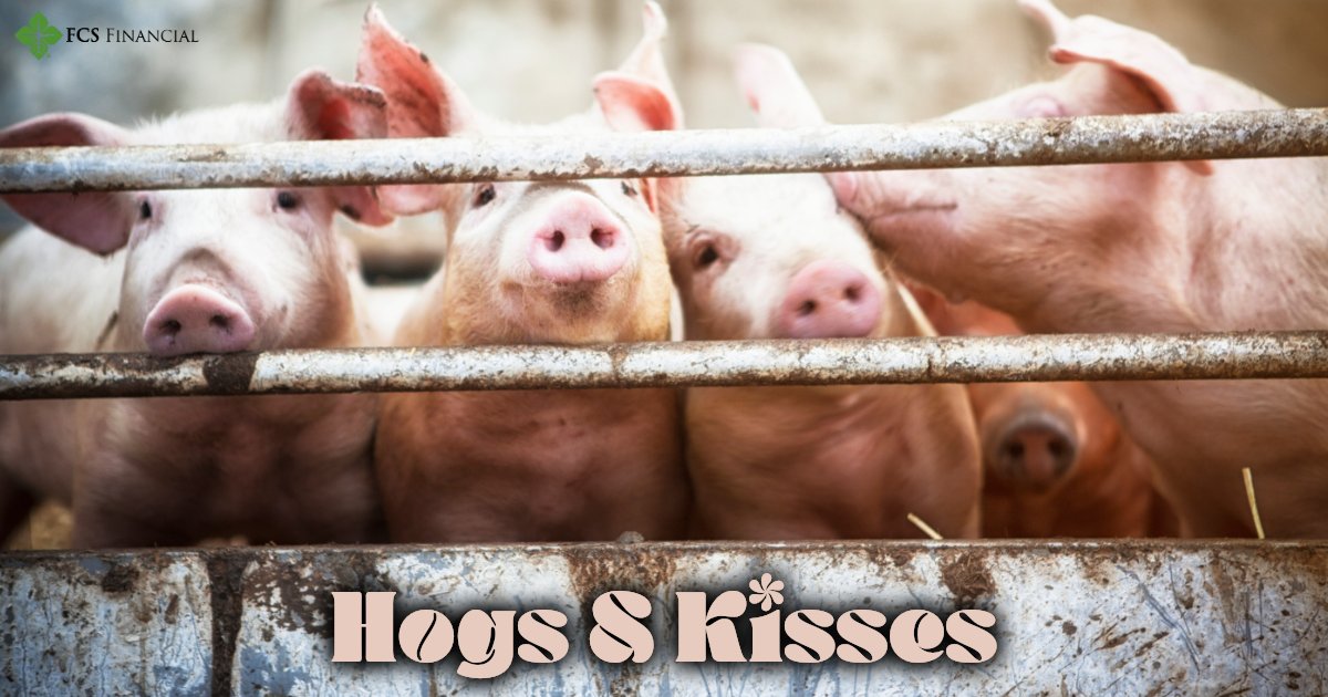 Sending you many hogs and kisses this #ValentinesDay! 🐷💗