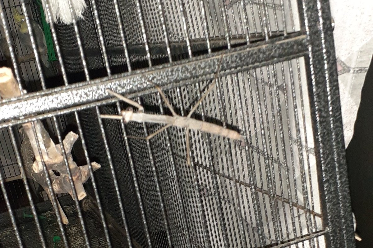InukaiSheila's tweet photo. My birb has a Valentine's date, and they're spending the night!? 😳😳

TW something that may look like a giant spooder to some peeps but it's not a spooder I promise. Also sleepy birb 🥰 https://t.co/SwJsUJfYAq