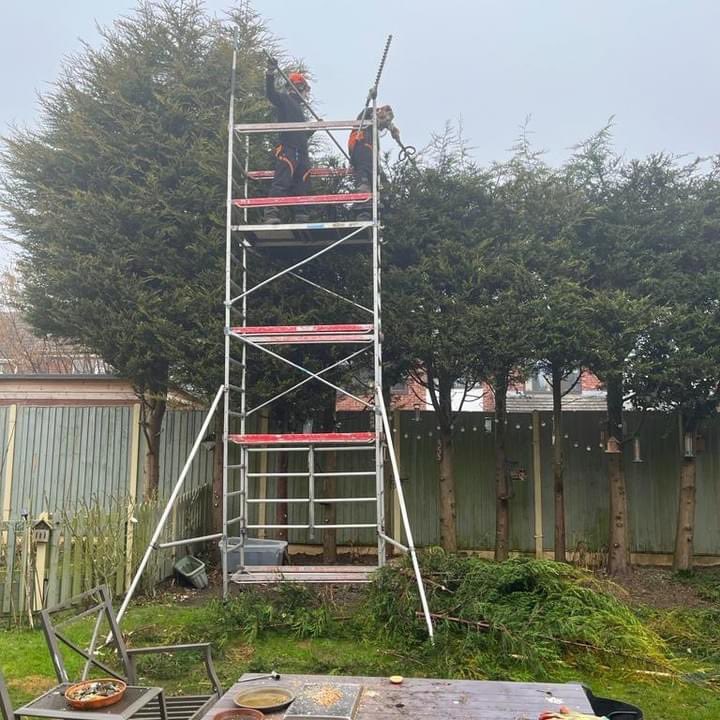 Conifer hedge trimming job today. Now is the perfect time to get your hedges trimmed before the start of nesting season. Call us today for a free quote on 0116 2987497 #hedges #hedgetrim #conifer #conifers #trimming #trees #treesurgery #treecare #scaffold #experts #treeexperts