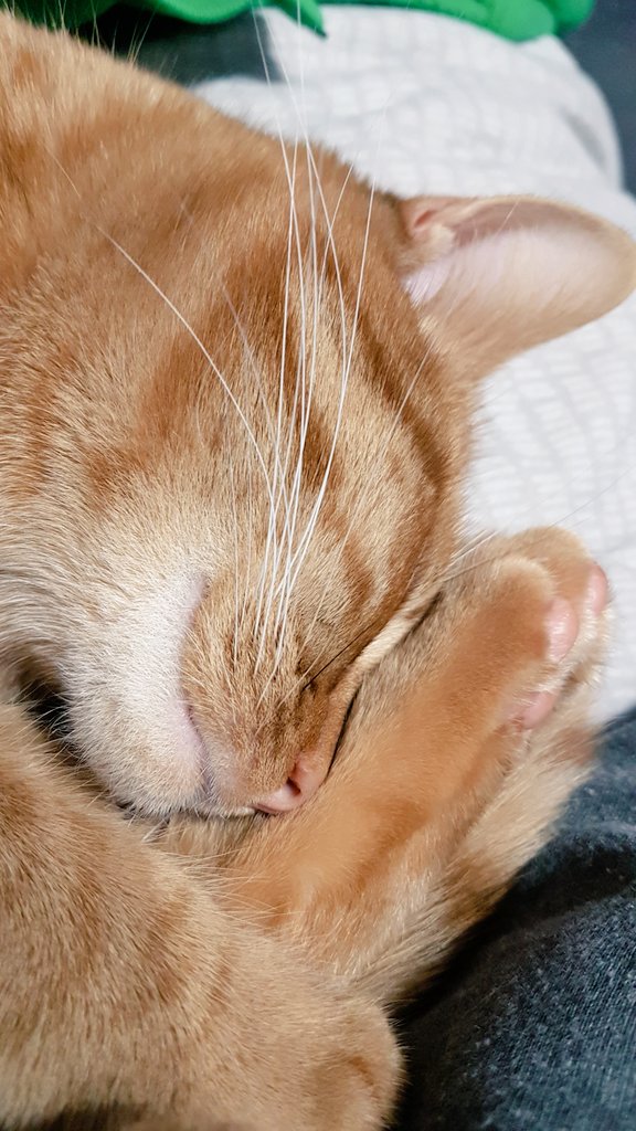 cafc1983's tweet photo. @KBslittlesis I was woken at 3.30am this morning by Seamus kneading on my back and meowing in my ear so that I could throw his mini tennis ball for him, so I feel you 😂 https://t.co/EvB61WzhXG