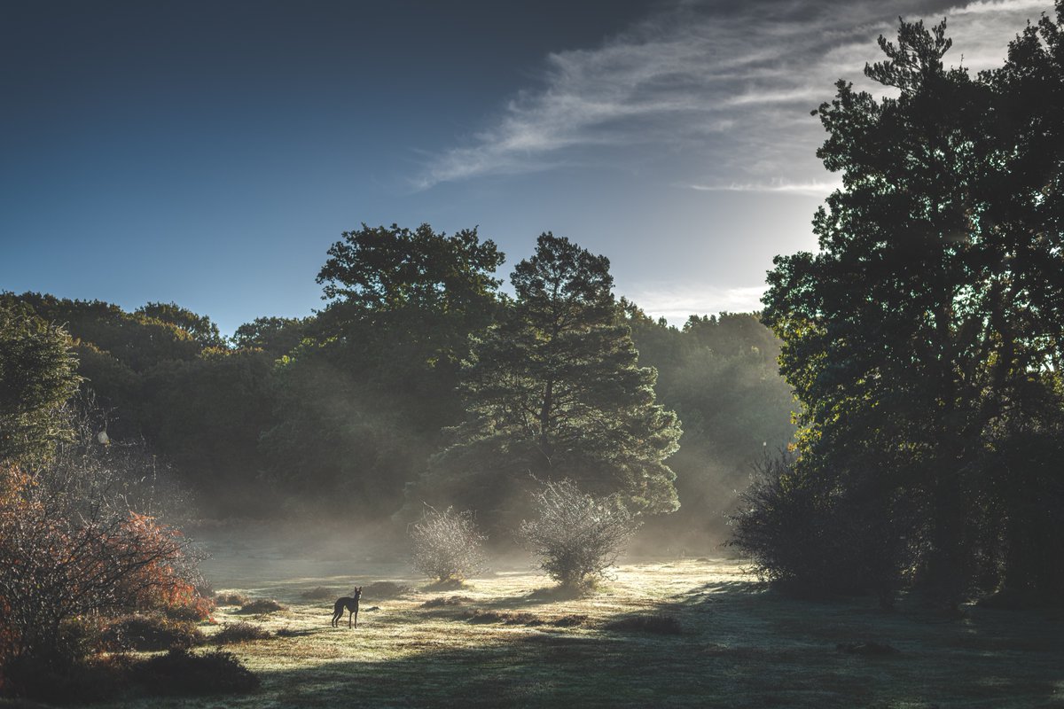 RingwoodLife's tweet image. There's something very beautiful about a crisp winter morning in the #NewForest. 🌳

#Ringwood #Linford