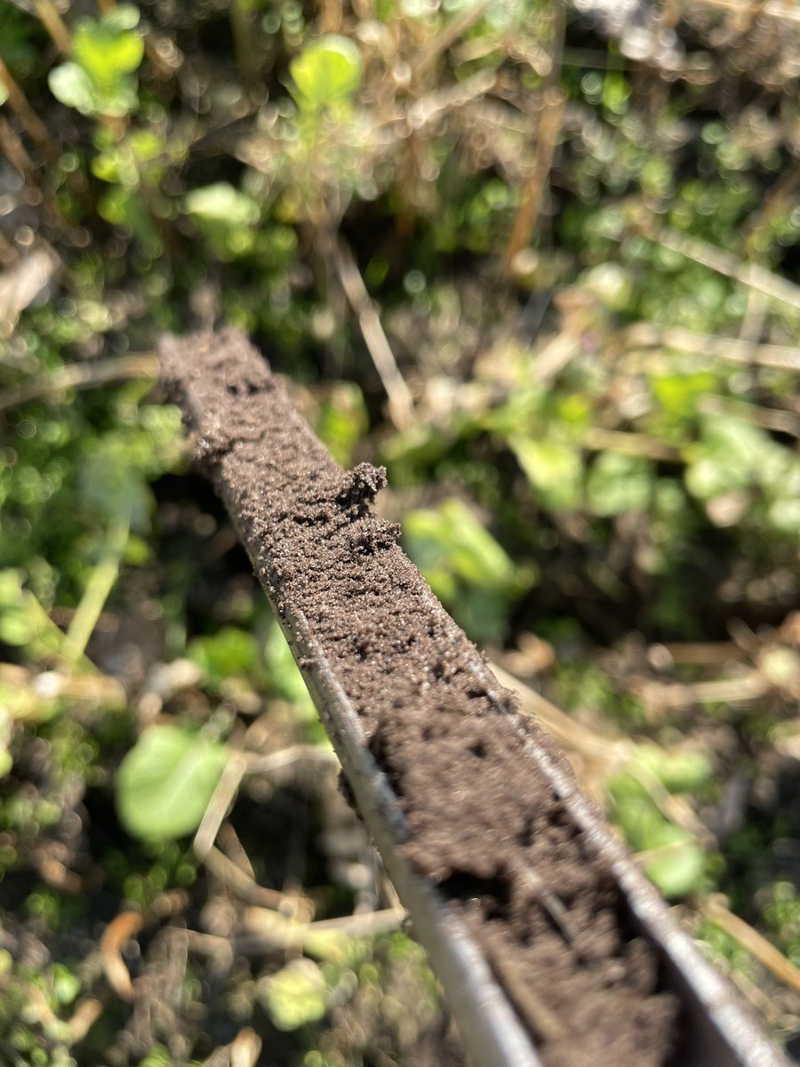 Bodem onderzoeken op beschikbare nutriënten en schadelijke aaltjes is nodig voor een optimale lelieteelt. Zo wordt er nooit te veel #bemest en wordt gestuurd op de behoefte van de plant. #uitspoeling #nitraat #lelieteelt <a href="/ProvDrenthe/">Provincie Drenthe</a>