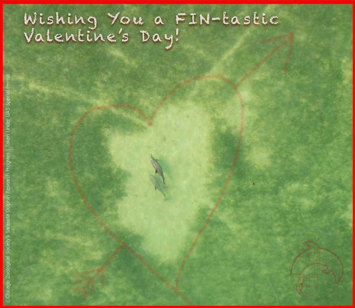 dolphinsarasota's tweet photo. Dolphins #F199 and #F293 swim over a heart-shaped sand patch! #ValentinesDay 

*Image taken under special UAS permit. NOAA advises the public to avoid flying drones over marine mammals as noise and proximity from them can cause harm and disturb the animals, violating federal law. https://t.co/31z0nEAHLk