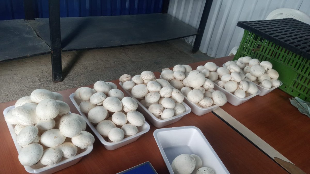 ChampiMiranda1's tweet photo. Hoy arrancamos a cosechar #Champiñon semilla Lambert en la ciudad Jardín de #Colombia #Fusagasuga https://t.co/ohyiS1epb7