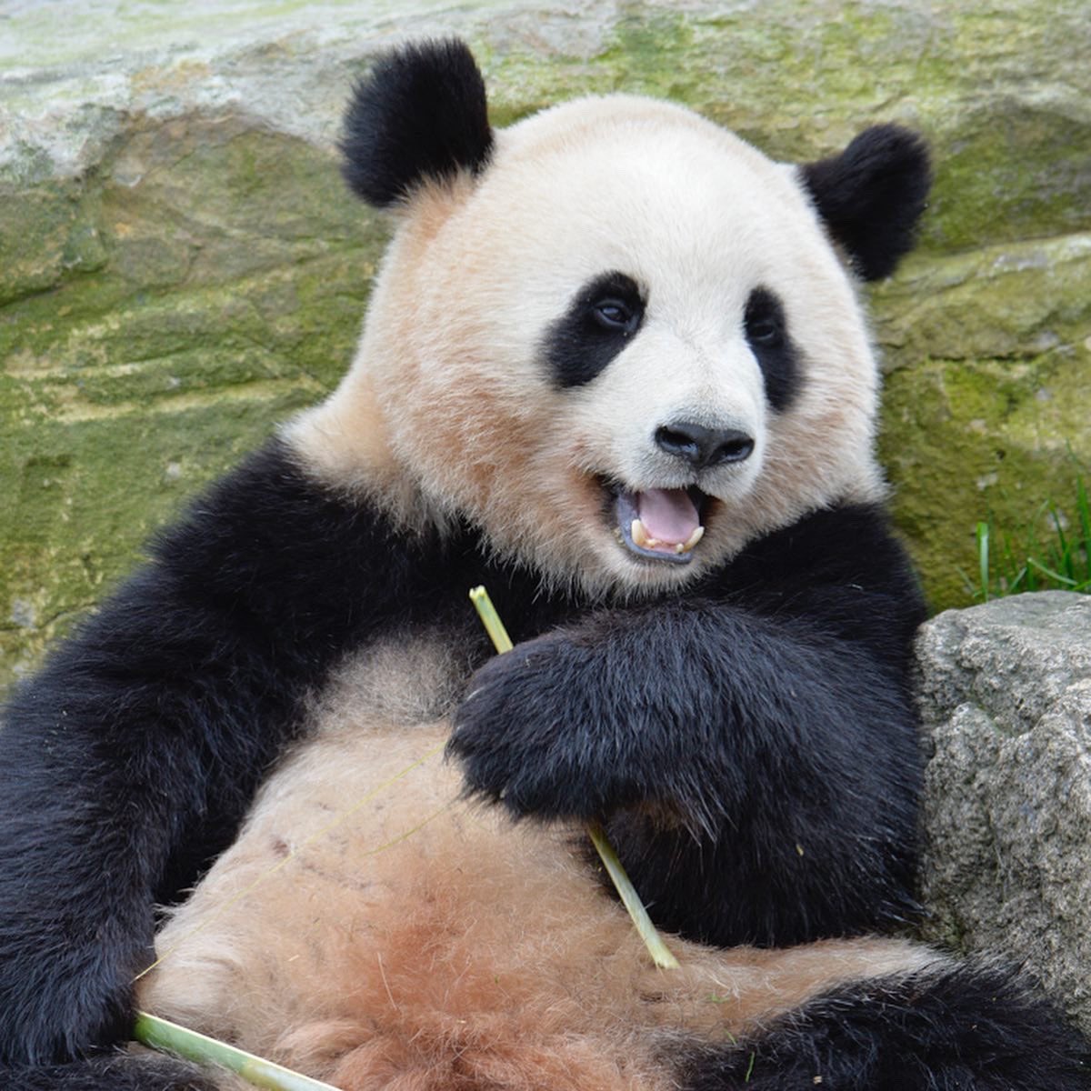 HELLOPANDA2017's tweet photo. Thanks, Love,
Origin of HELLO PANDA
#pandamental
竹も妹のものはわたしのもの、姉のものはわたしのもの、という概念もなく、ひたすらシンクロ。 https://t.co/th5id6lHcO