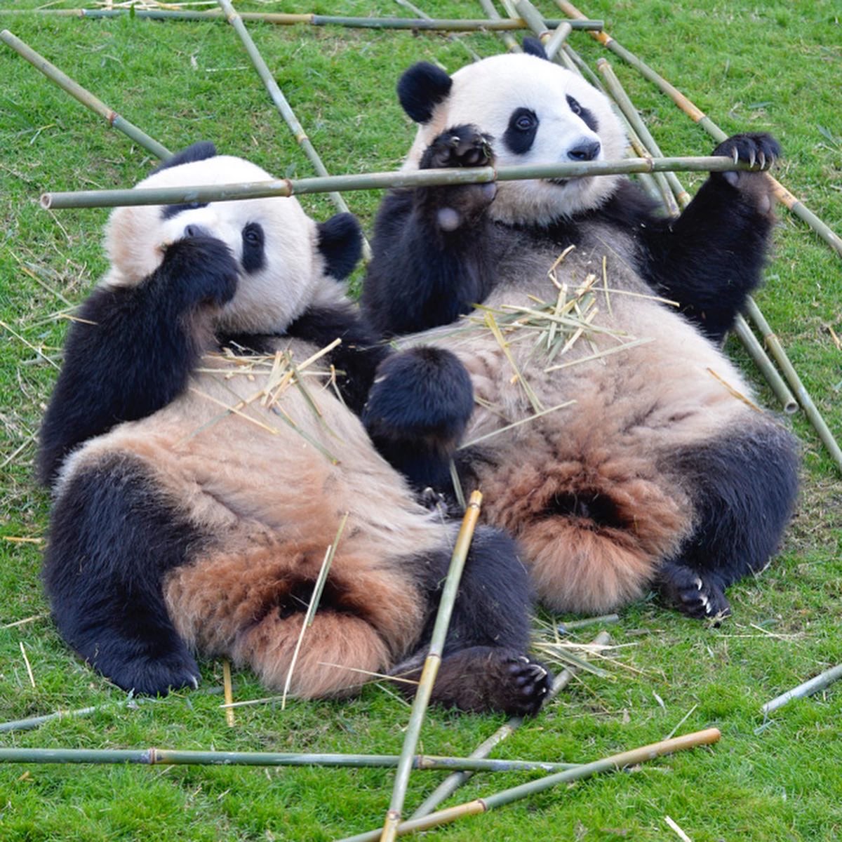 HELLOPANDA2017's tweet photo. Thanks, Love,
Origin of HELLO PANDA
#pandamental
竹も妹のものはわたしのもの、姉のものはわたしのもの、という概念もなく、ひたすらシンクロ。 https://t.co/th5id6lHcO