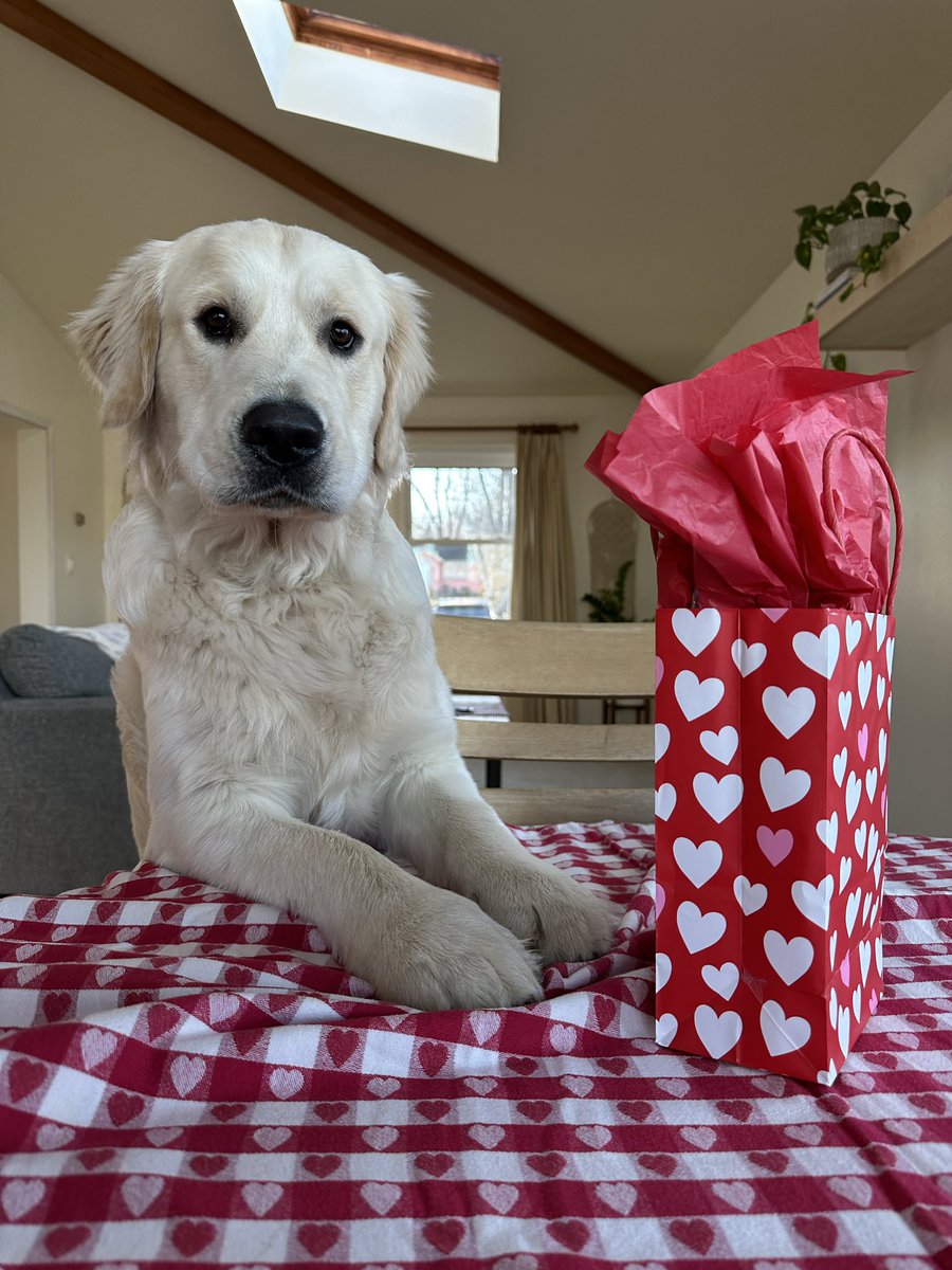 Dewey’s feeling festive today (and a little scared of the tissue paper)