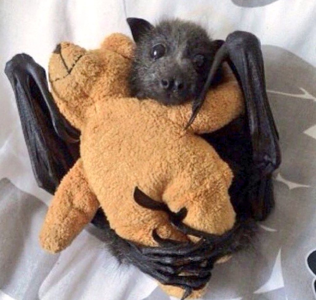 - KIERO SANGREE XUPA LA ZANGREEE DE LOS NIÑO
- Y NO PREFIERE TU OSITO??
- WENO