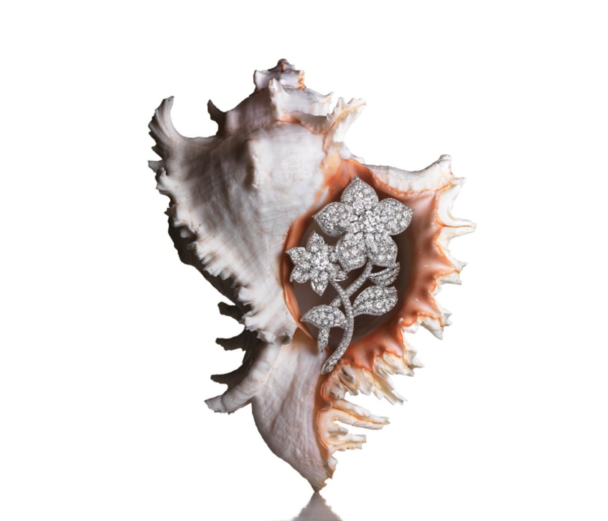 c_darvill_'s tweet photo. Graeme Montgomery's attention to detail, creativity, technical skill, and understanding of jewellery all contribute to creating visually stunning images that showcase the beauty of each piece. He truly understands the art of jewellery photography. https://t.co/nDSTwqvDCO