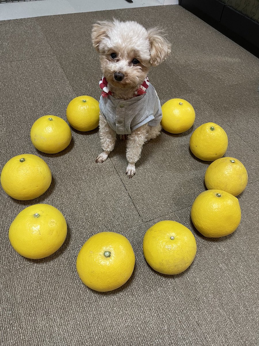 unitube1220's tweet photo. 文旦に囲まれたトイプードル。
うにちゃんはフルーツも大好きです。
#トイプードル #子犬 #タイニープードル #犬のいる暮らし #犬好き https://t.co/aCx0aS12es