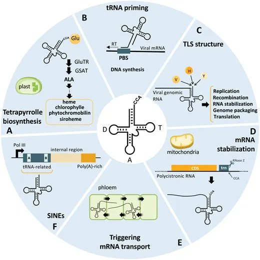 JXBot's tweet photo. Plant tRNA functions beyond their major role in translation https://t.co/Ylq3oTidy2 
Marjorie Chery &amp; @DrouardLaurence https://t.co/EfyGfCEWyt