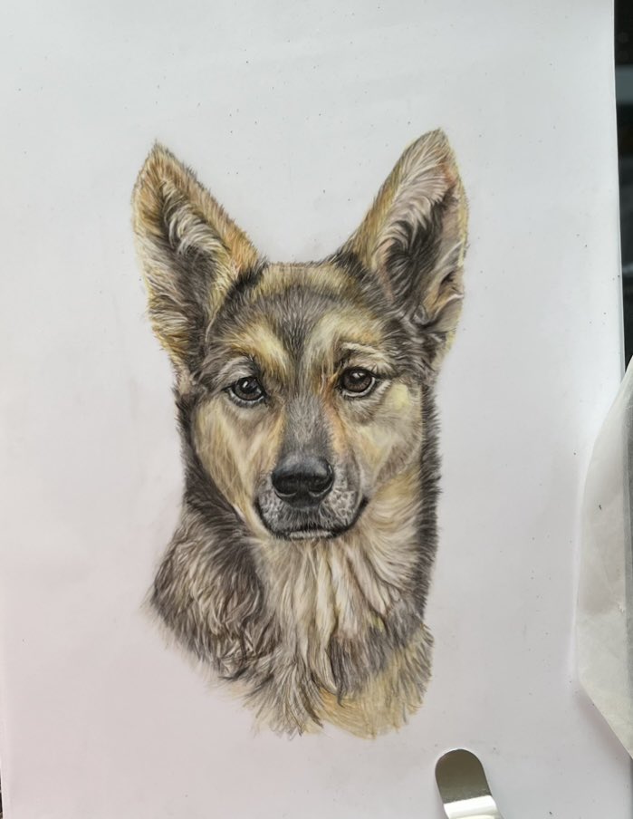 NilesCarol's tweet photo. Loved following #sophiefromromania @ruskin147
@DianeCoyle1859
and seeing her confidence grow over the months.
Couldn’t resist drawing “that face” ❤️ https://t.co/2A9Sz0eutN