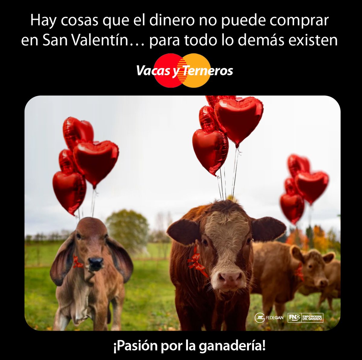 Fedegan's tweet photo. #SanValentín 🐮💝 Cualquier motivo es perfecto para nosotros, la gente del campo, si de regalos con 4 patas y cola se trata... 🐂

¡La ganadería es nuestra pasión! 🤠💚

#OrgullosamenteGanaderos https://t.co/CEIZqt3eET