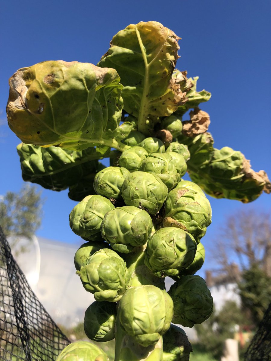 Beauties and the Beast! Unseasonal day in the ⁦<a href="/UniofGreenwich/">Uni of Greenwich</a>⁩ Avery Hill Edible Garden.